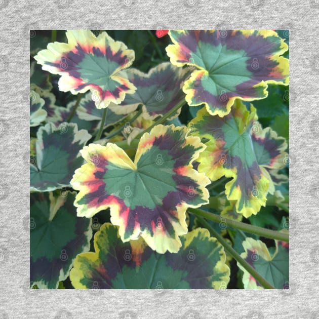 Geranium (Pelargonium) Leaves by LifeSimpliCity